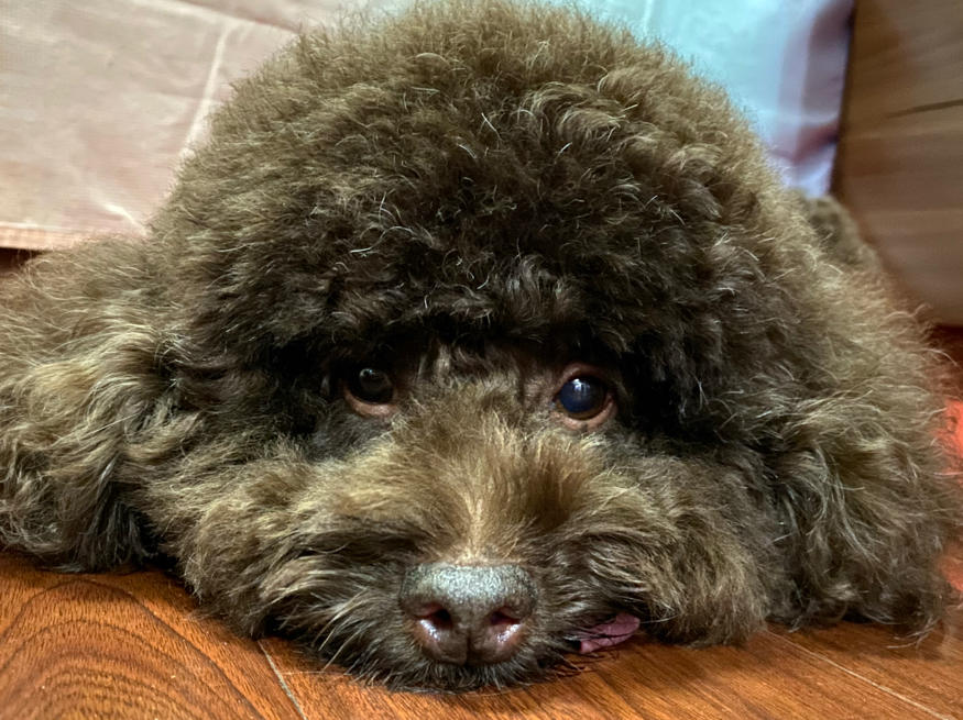 爱下厨的小老虎呀