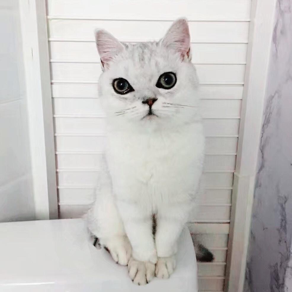 家有战斗猫
