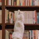 想要腹肌和马甲线