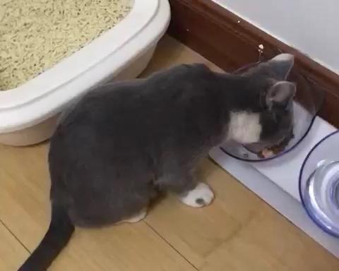 猫咪·鸡肉虾饼