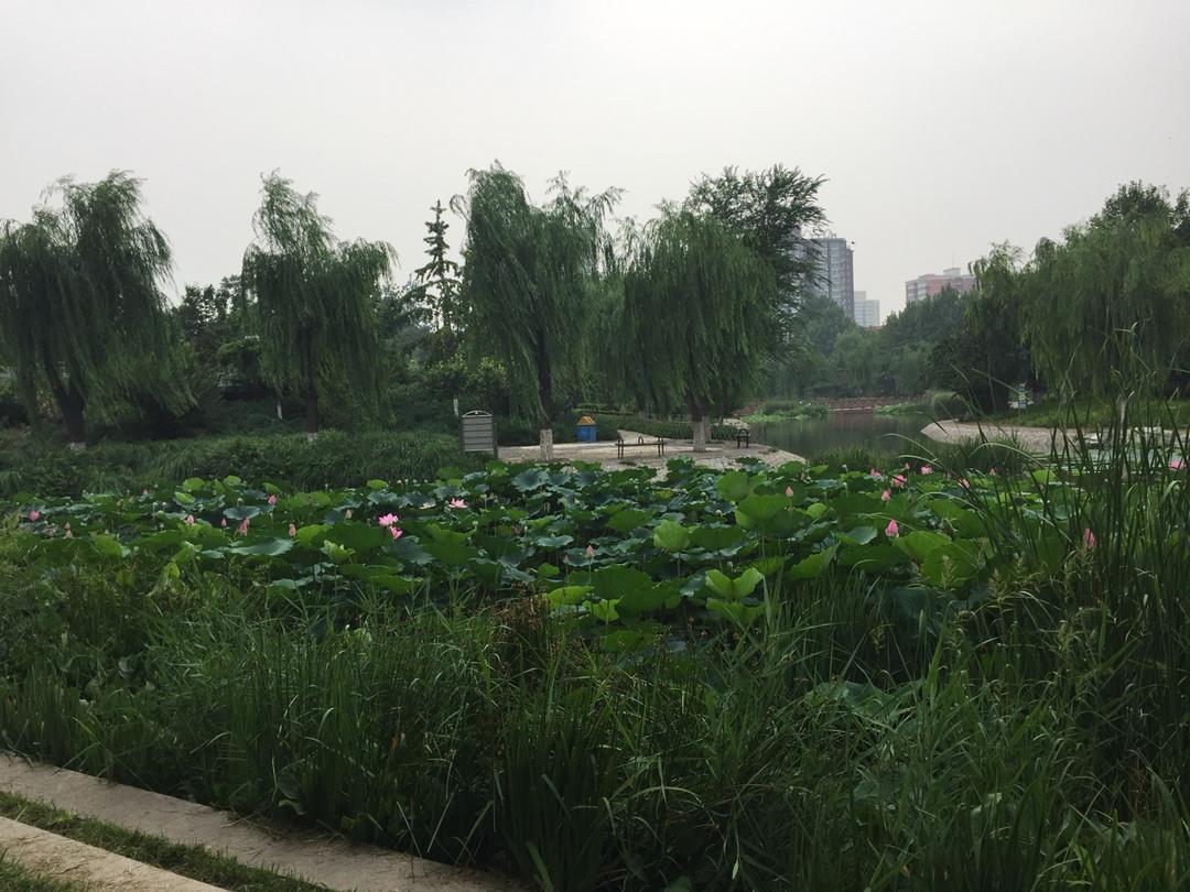 炝炒空心菜（不黑的秘密）