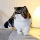吃货朵猫猫