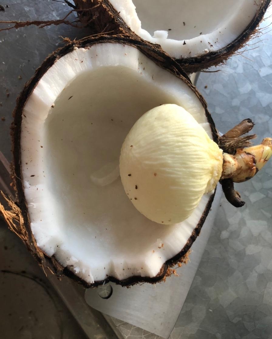 猪小 样做的吃椰宝