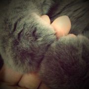 张阿猫