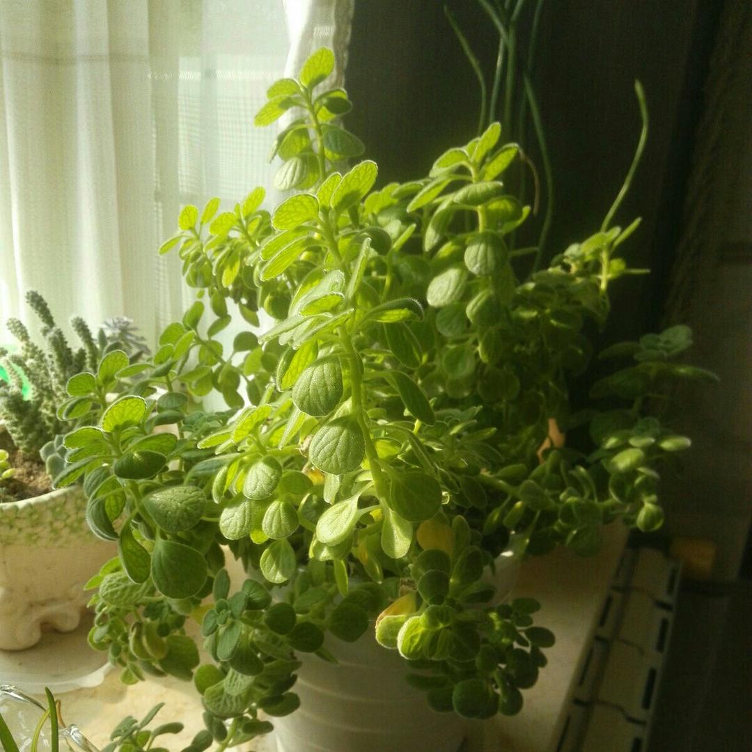 烘焙菜鸟来了