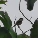 手机用户0899_4tpx