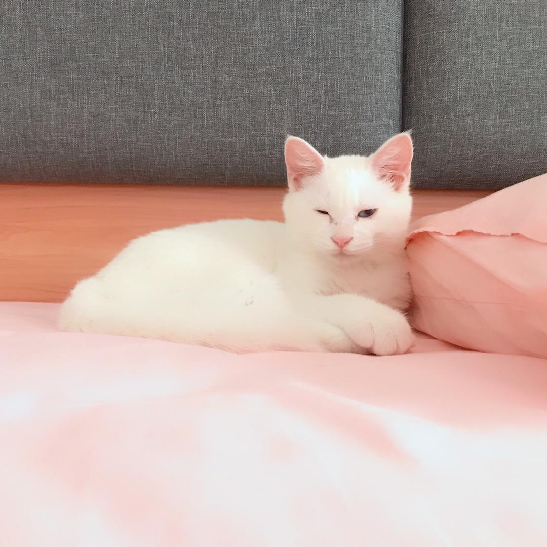 怎么才能让猫不咬人