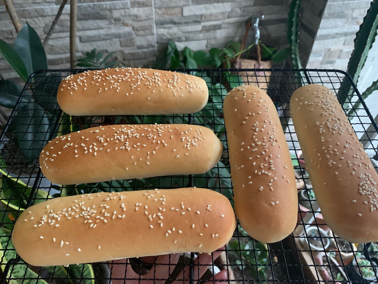 热狗面包坯（一次发酵）的做法