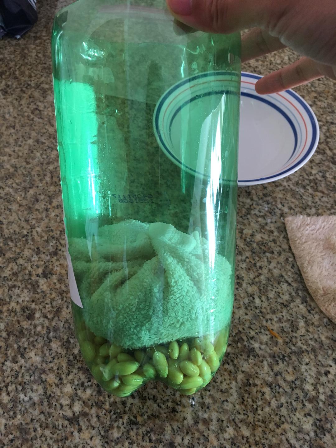 饮料瓶发豆芽菜的做法