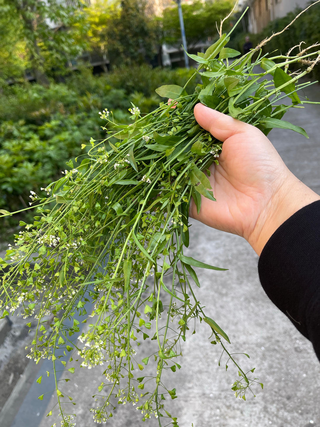 荠菜花煮鸡蛋（这天吃一年不头疼）