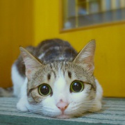 来自海王星的猫
