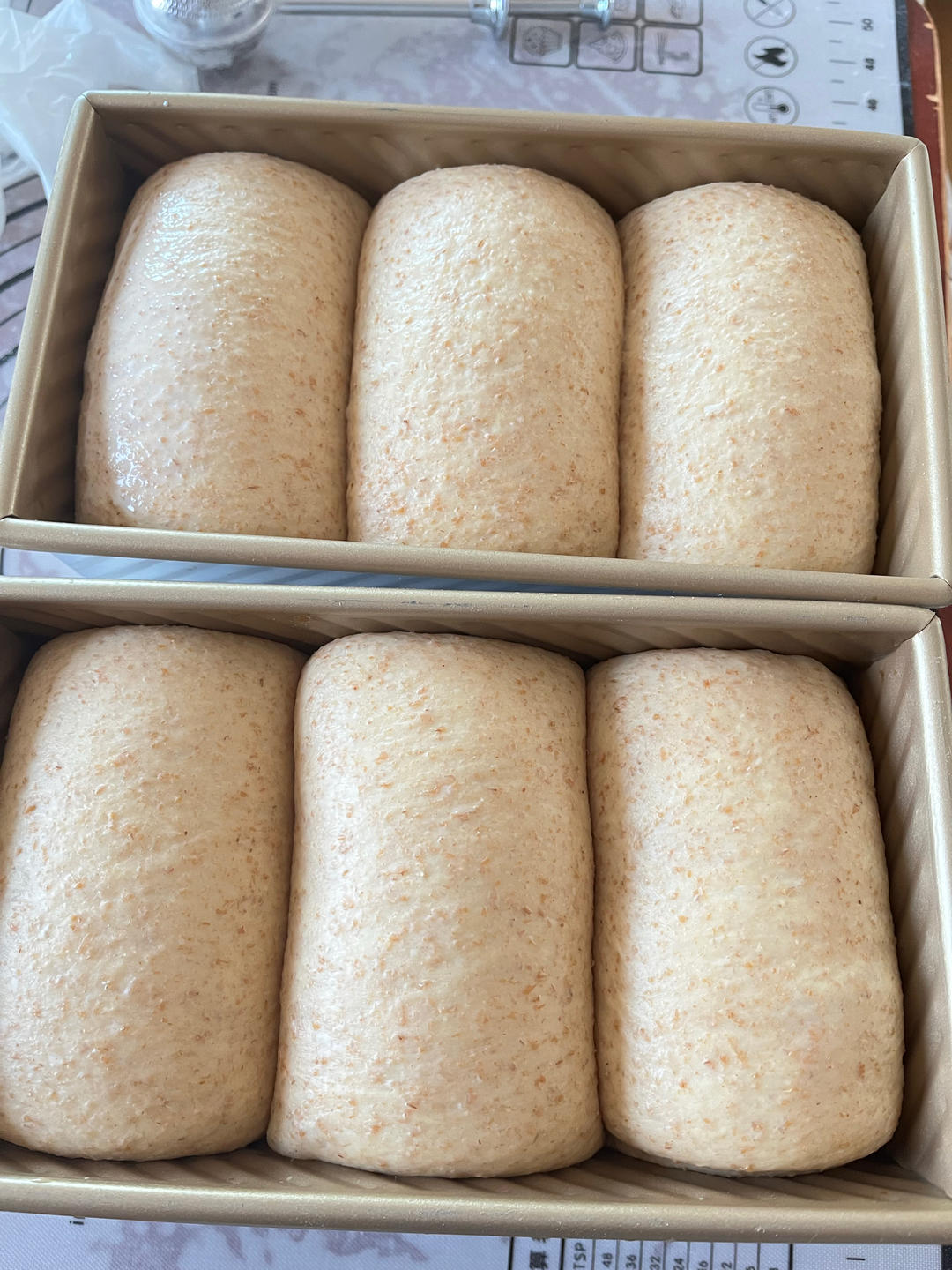 超柔软｜65度汤种｜全麦吐司｜目前为止吃过最好吃的全麦吐司没有之一