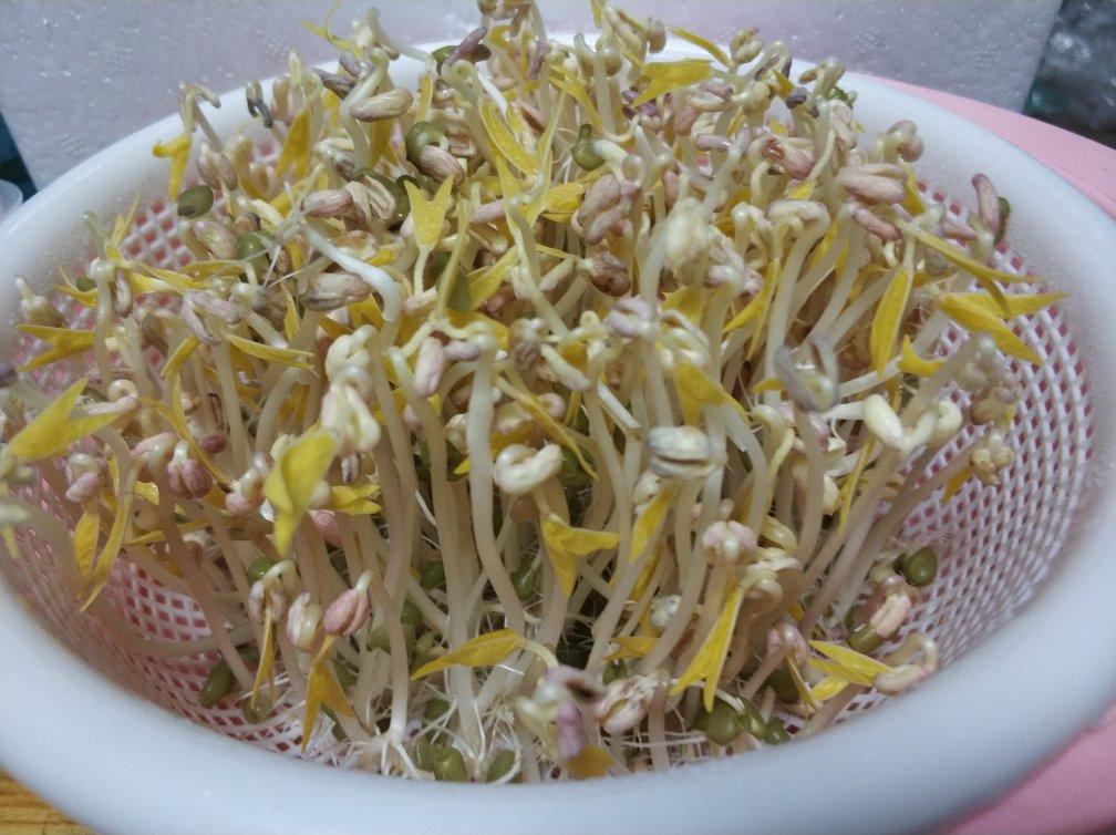 沥水篮发豆芽