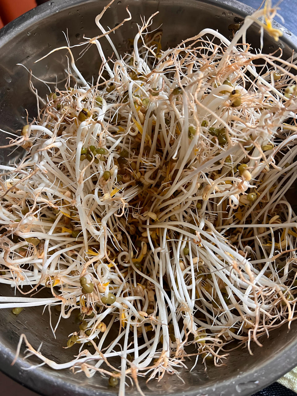 自发绿豆芽