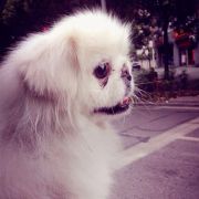 围披风的小蝴蝶