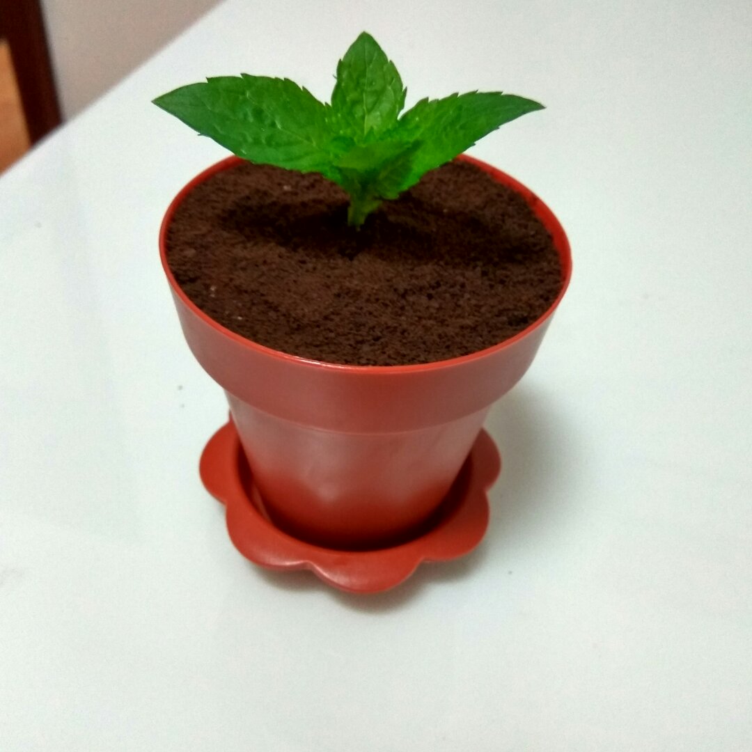 盆栽蛋糕