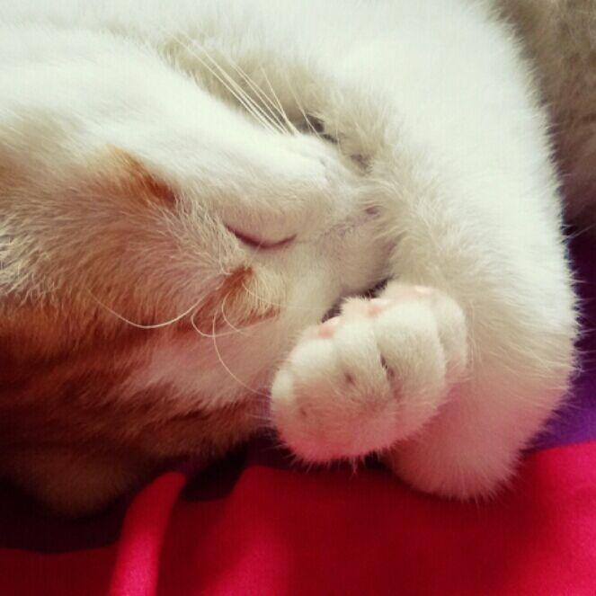 小花儿-小花儿-小花儿