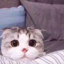 猫姐姐黄鹤楼