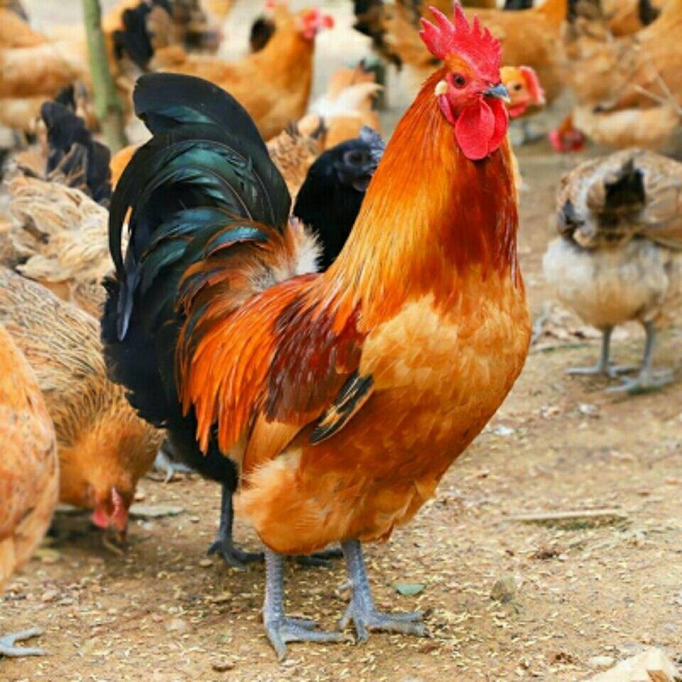 隔水蒸鸡（清水鸡）