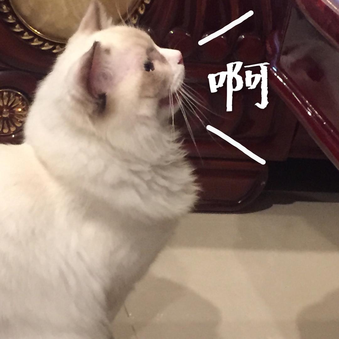 QXQCookie