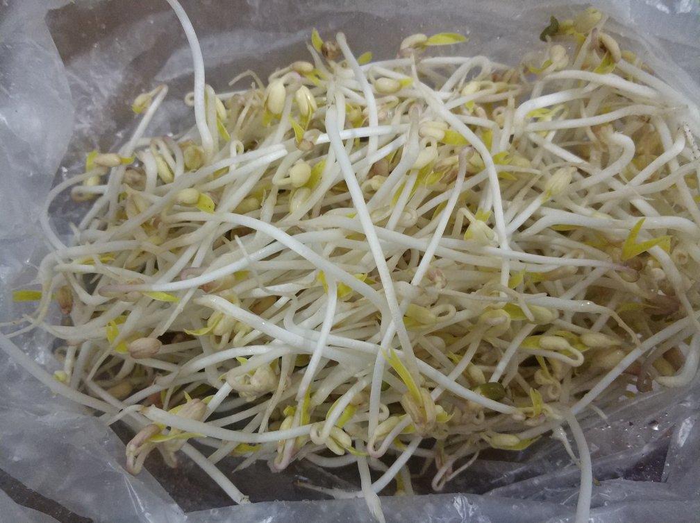 种豆芽