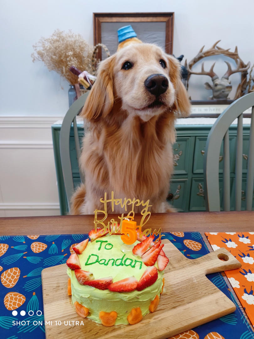 狗狗蛋糕 宠物蛋糕