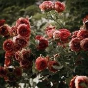 一朵会转圈的花