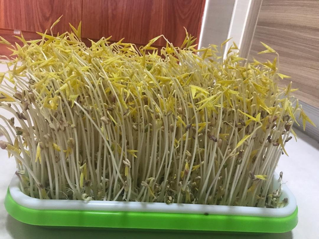 自制绿豆芽