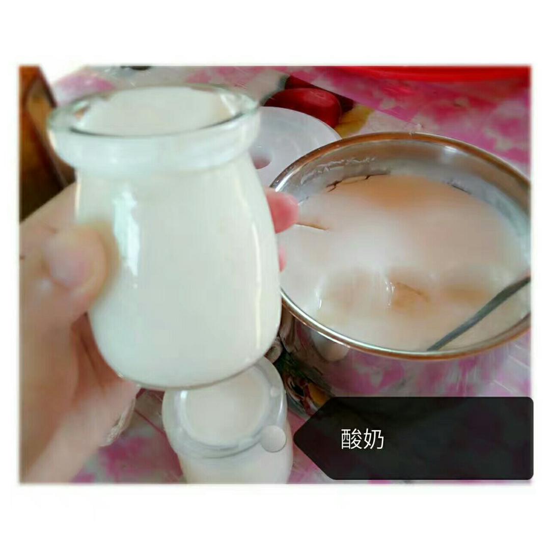 自制老酸奶