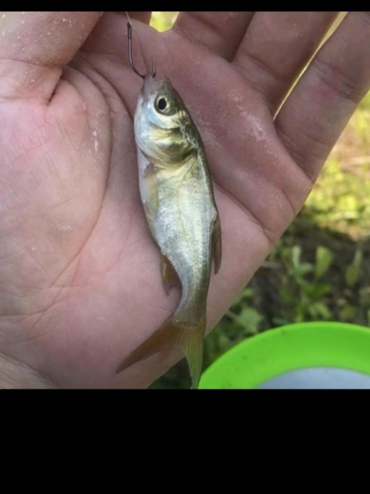 家常豆腐__