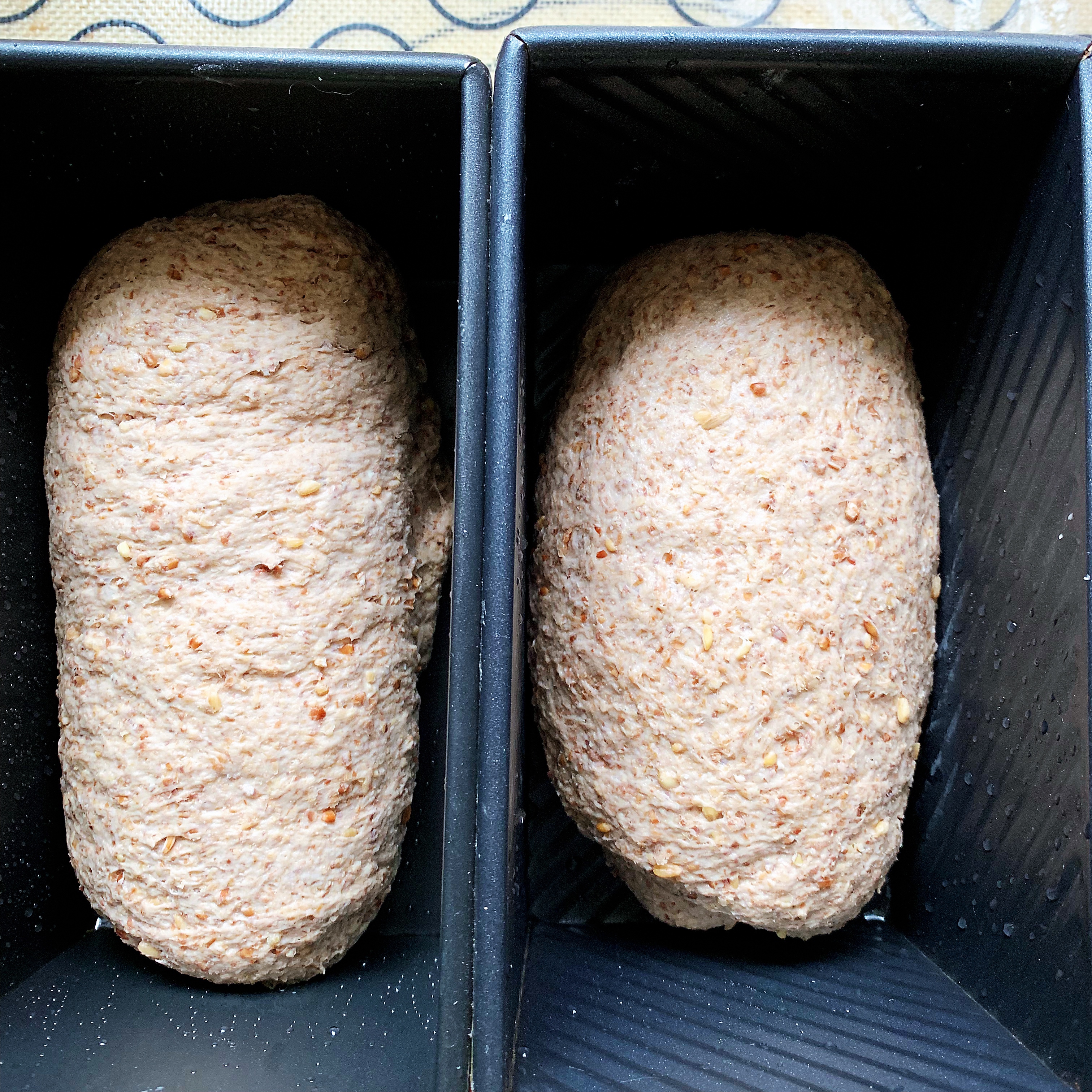 用发芽小麦种子做的真正的全麦吐司面包(生命的魅力）的做法 步骤12