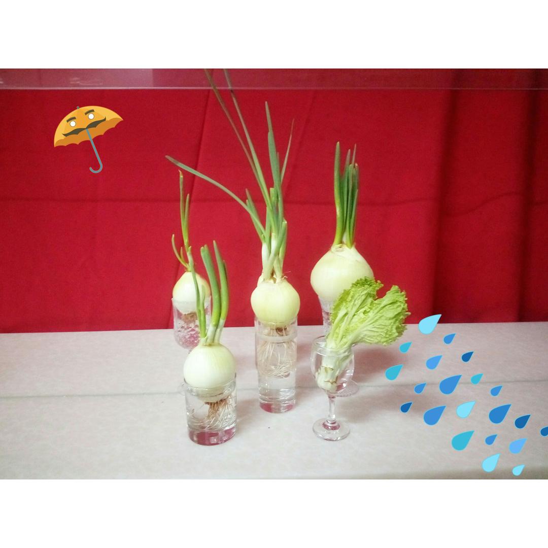 蔬菜苗盆栽---厨余蔬菜根再利用
