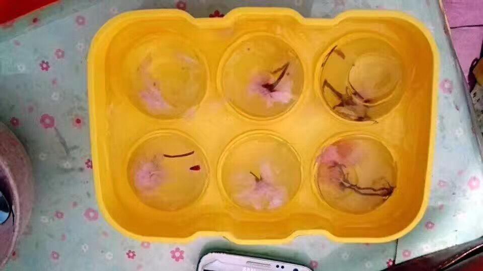 樱花水信玄饼