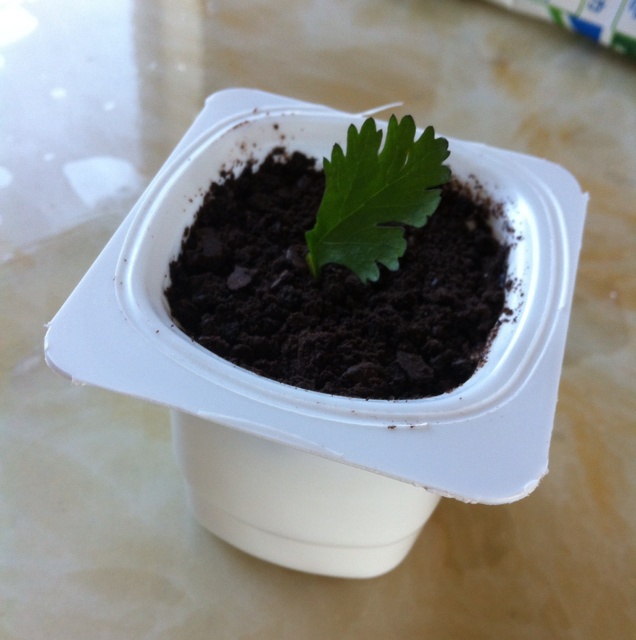 『盆栽酸奶』夏日里的小清新。