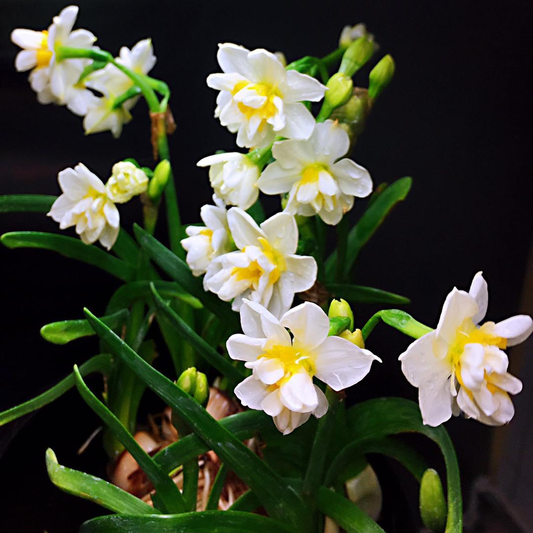 水仙花开 秀色可餐