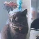 三石的金猴宝宝
