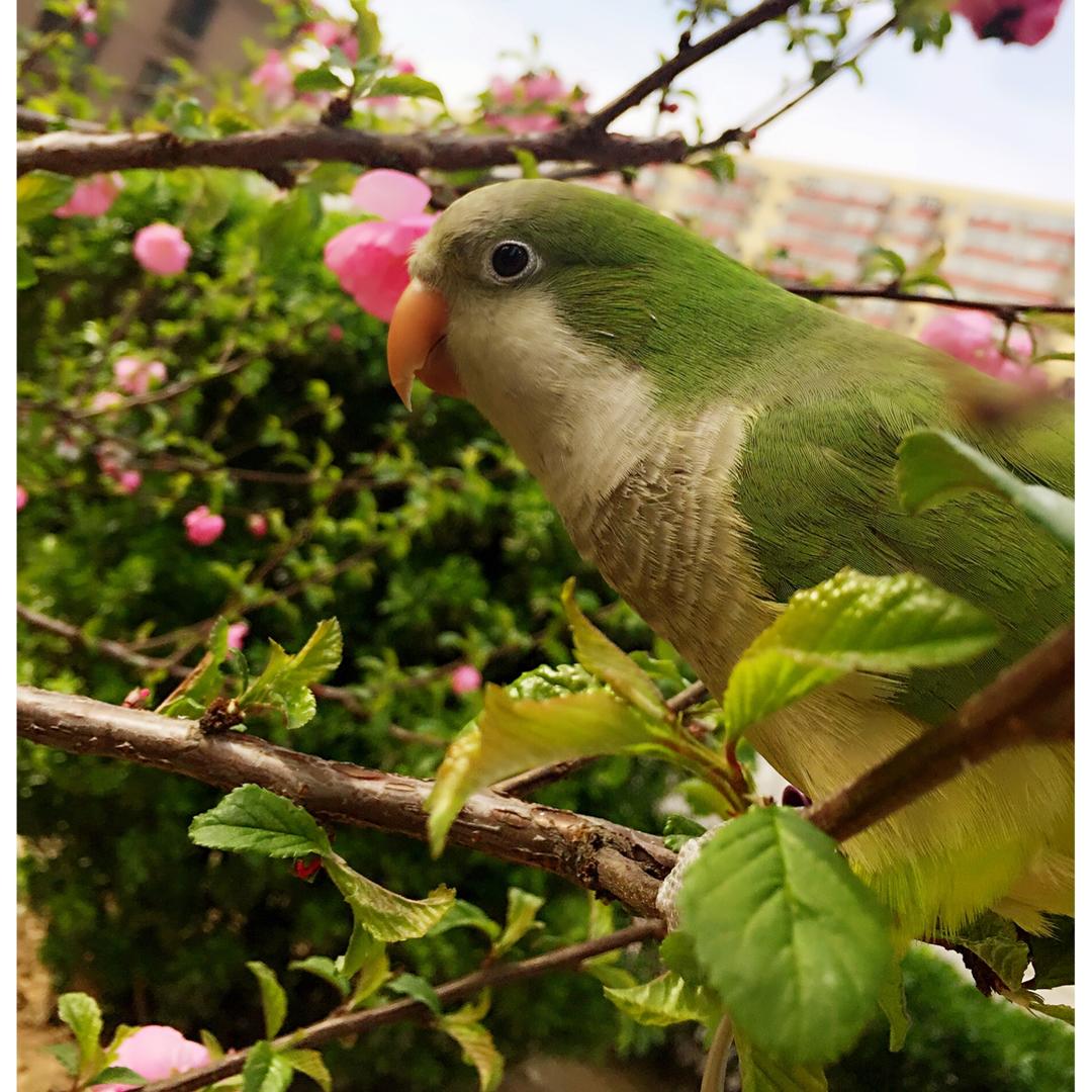 栀子花儿的晨光～