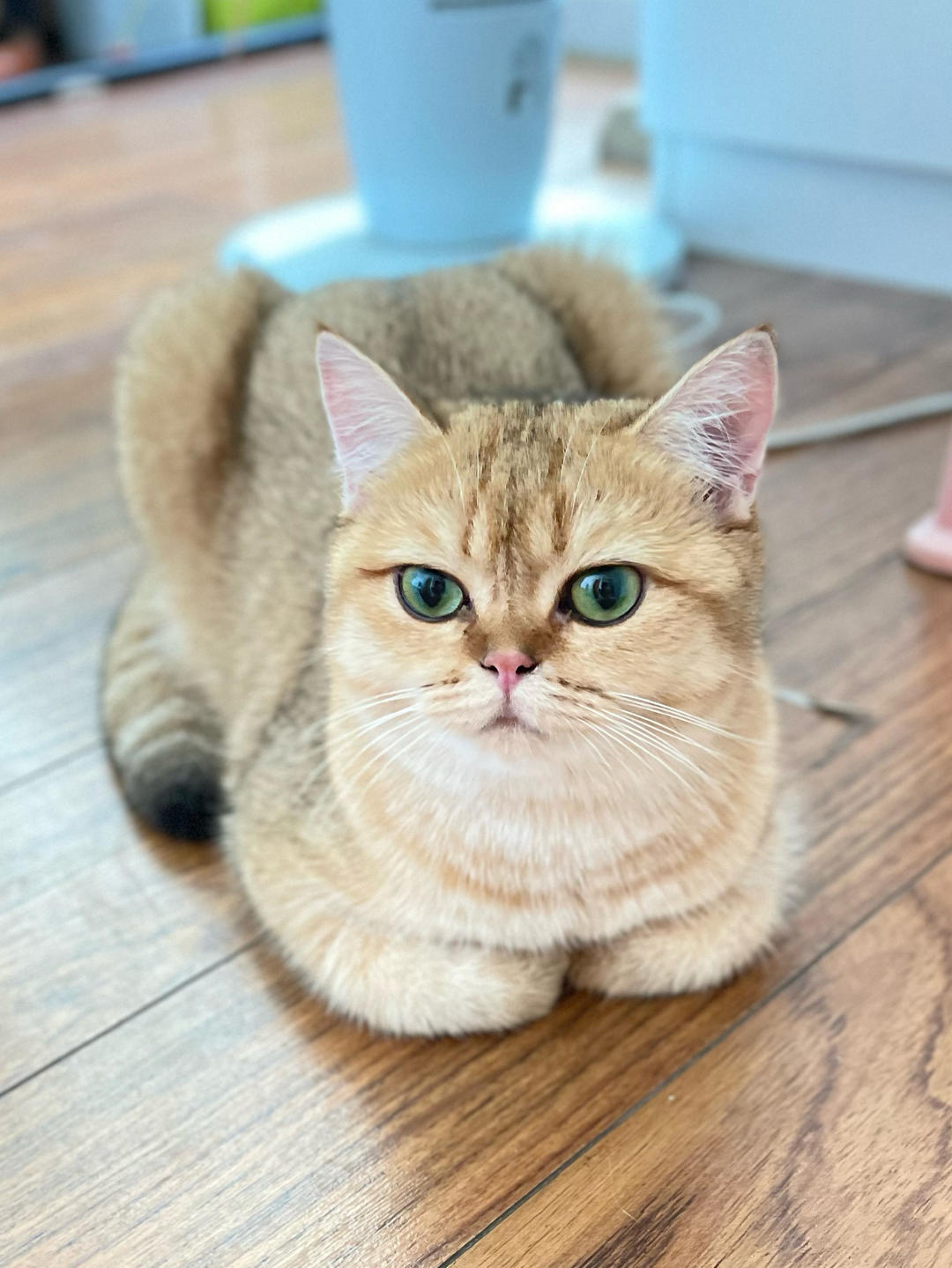 金金小元宝