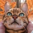猫猫在哪
