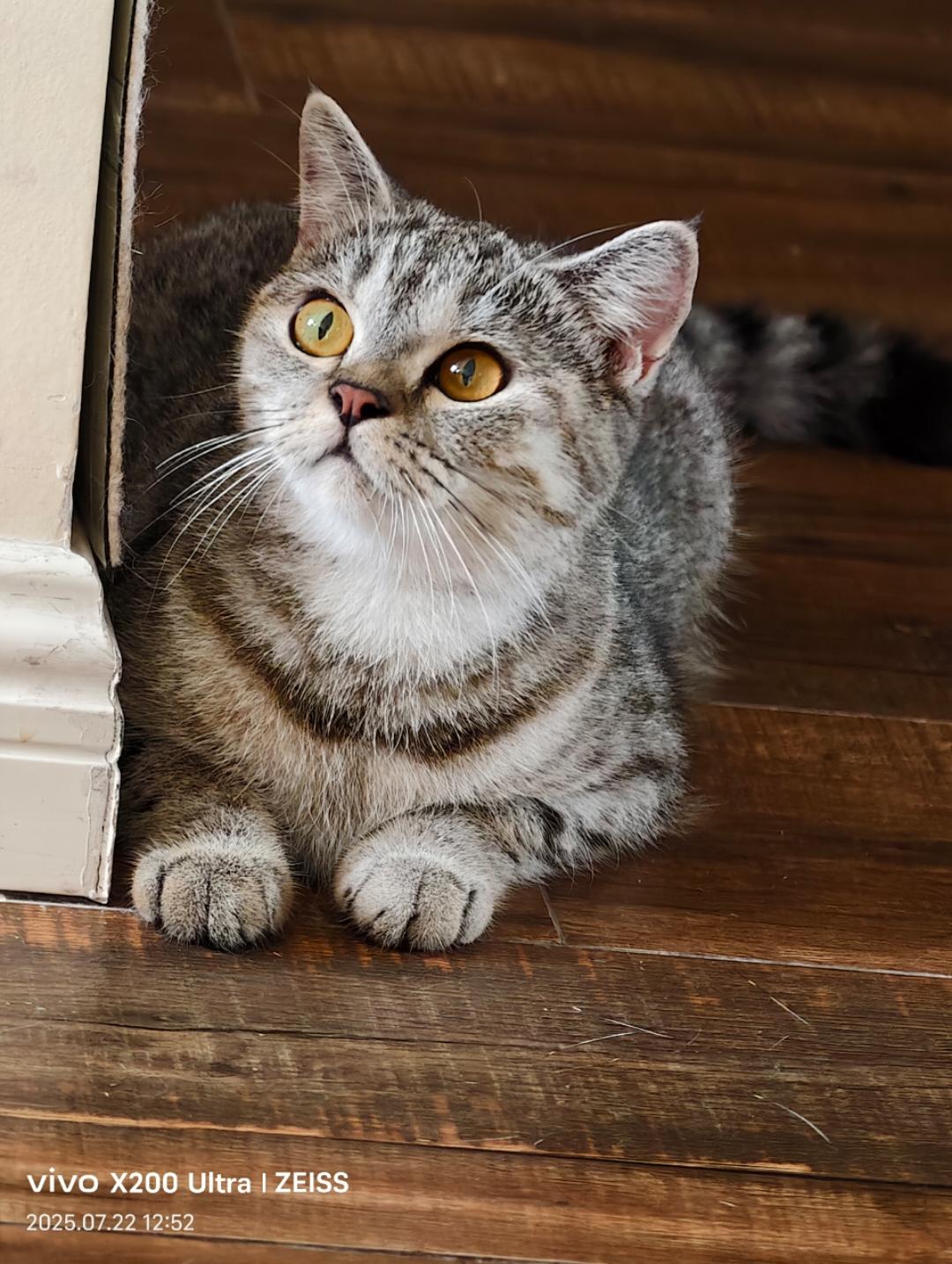 爱美食的猫