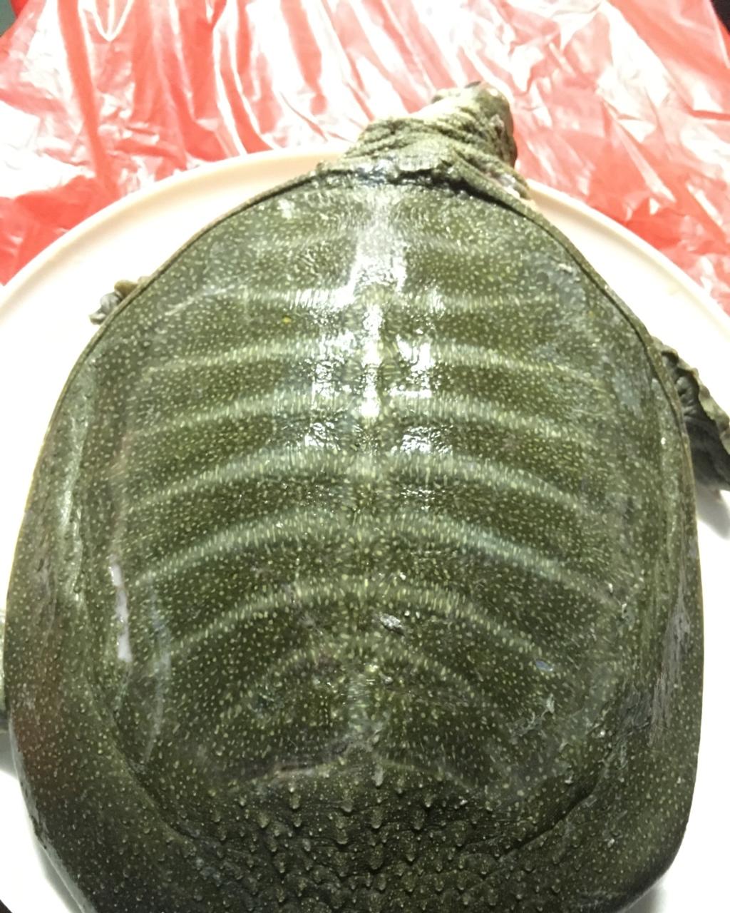 红烧甲鱼