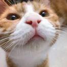 风中摇曳的太阳花