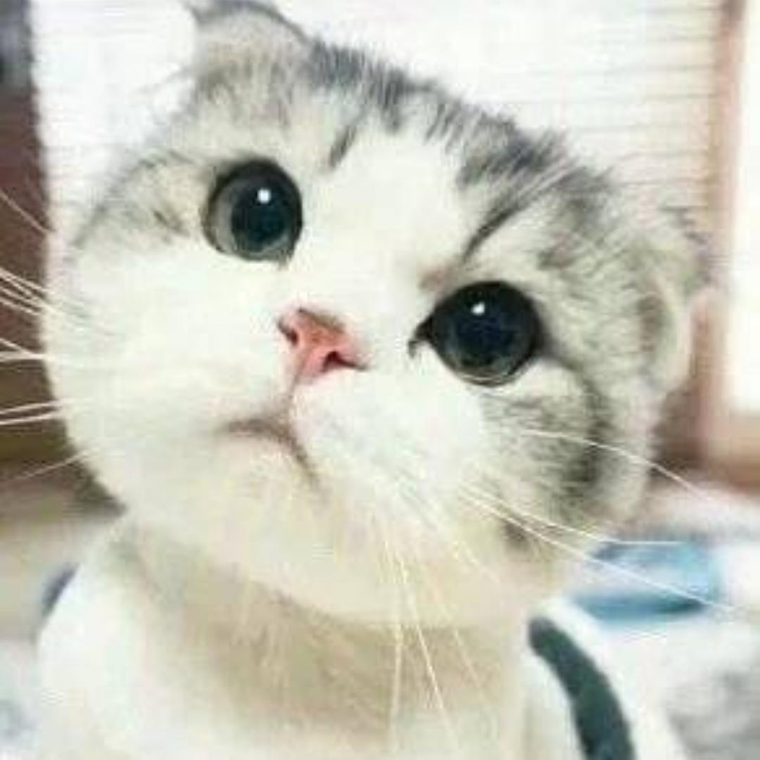 吖吖艳