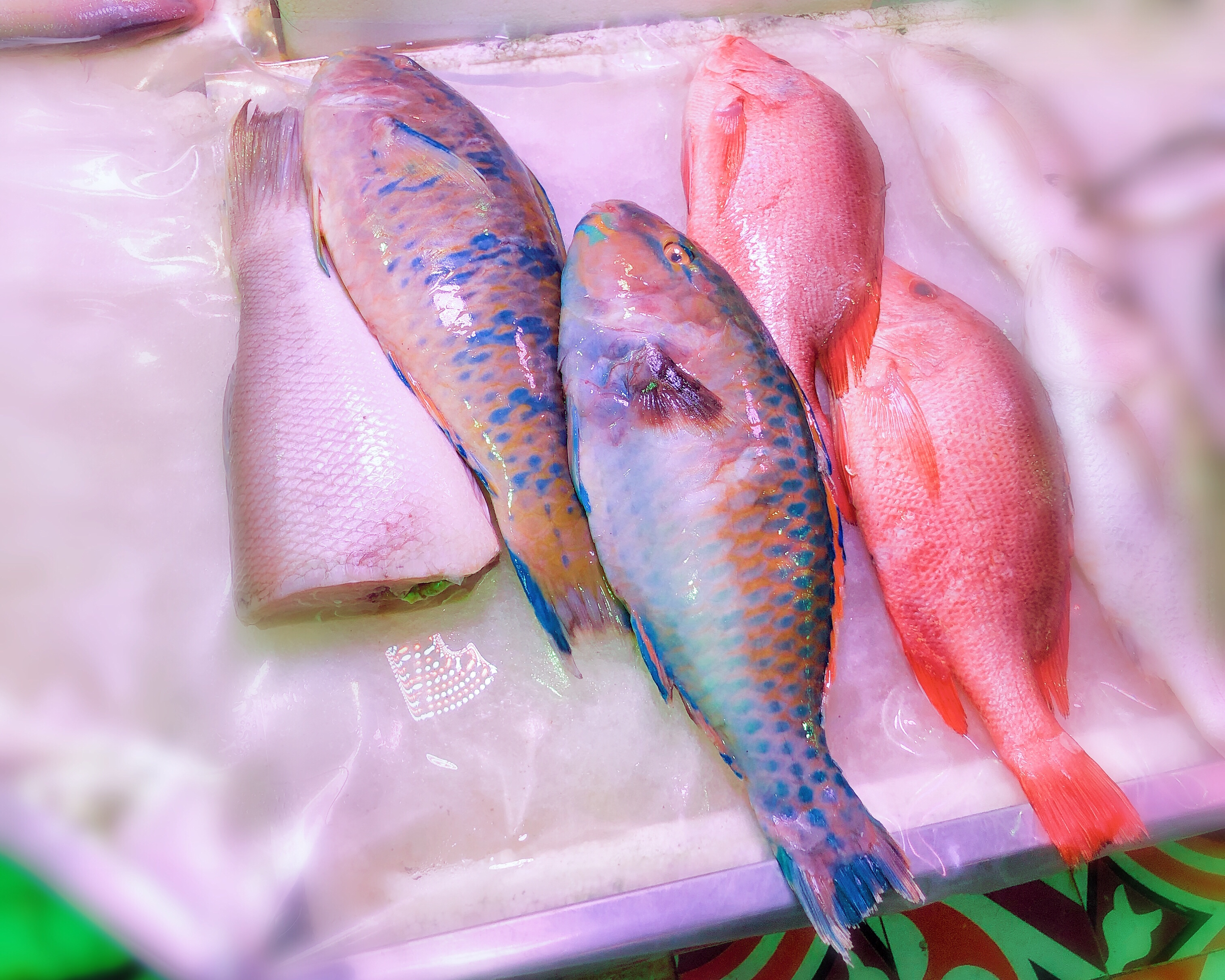 红烧海鱼 |青衣鱼🐟