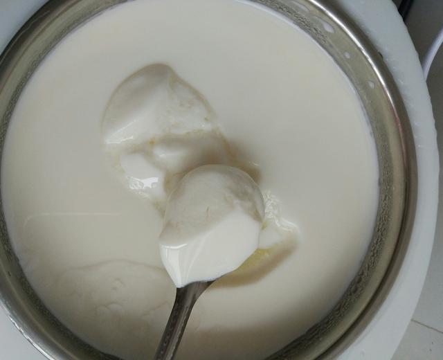 自制原味酸奶的做法