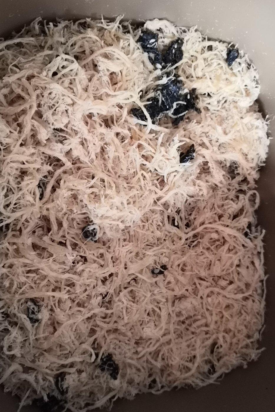 美味零添加鸡肉松(面包机版)