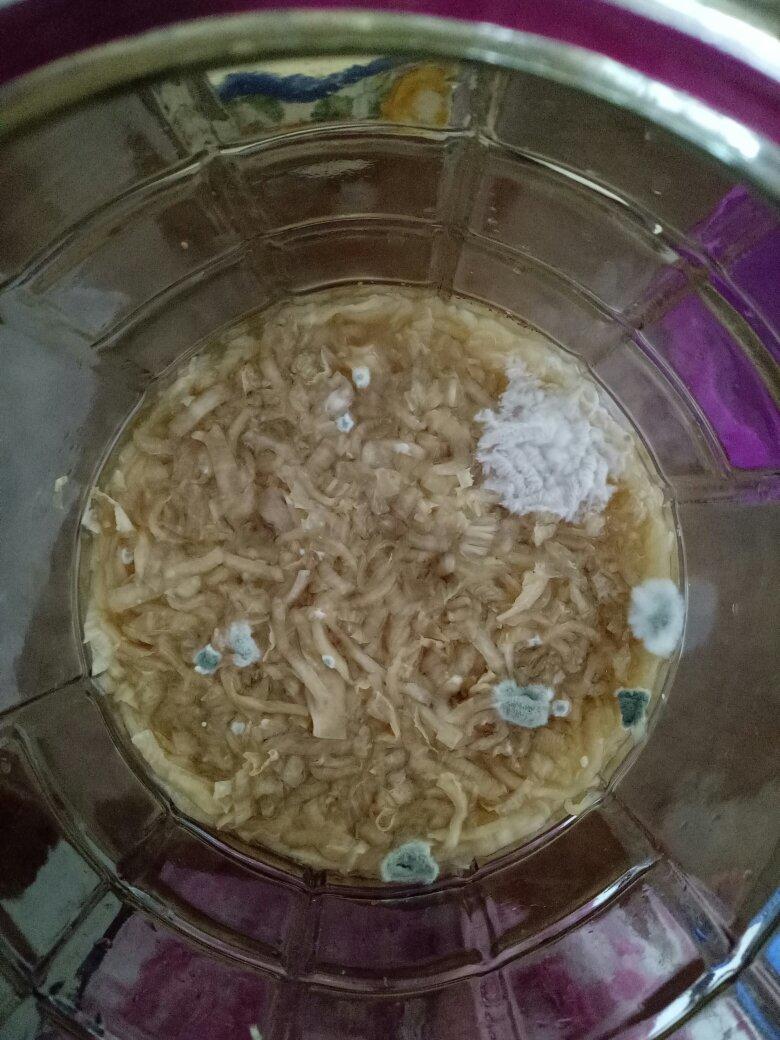 做过 超快手简易酸菜 我的长这种绿霉和白霉