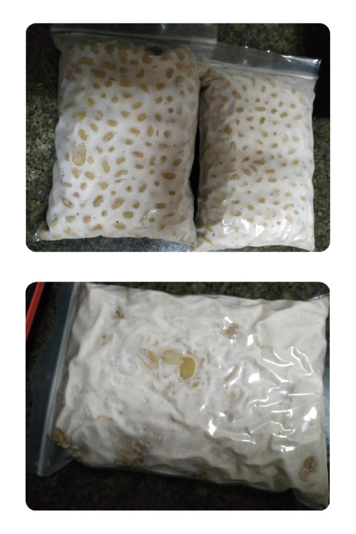 自制黄豆天贝丨发酵·豆类