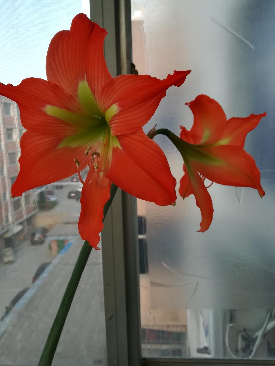 我的花花草草