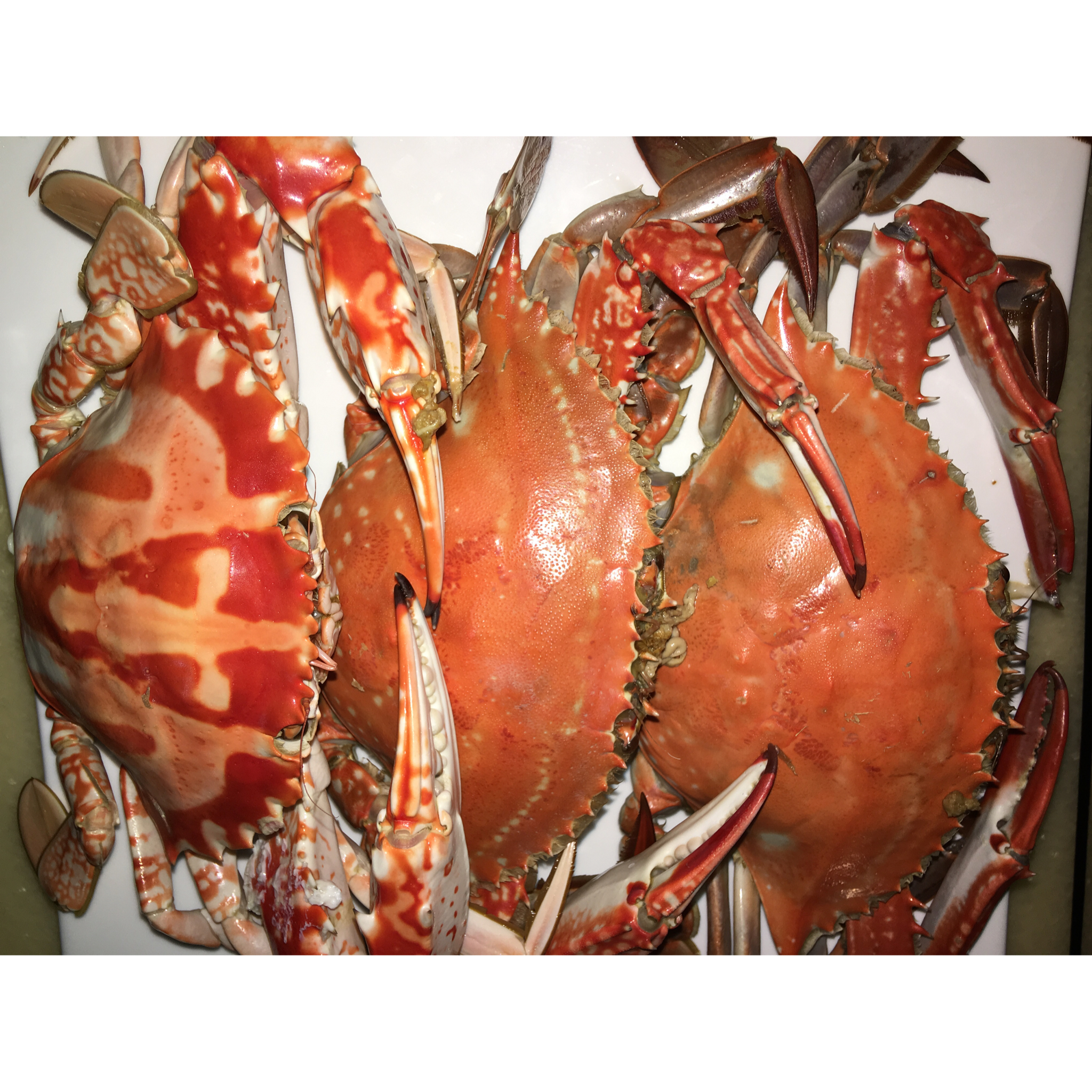 清蒸红蟹（0失败）